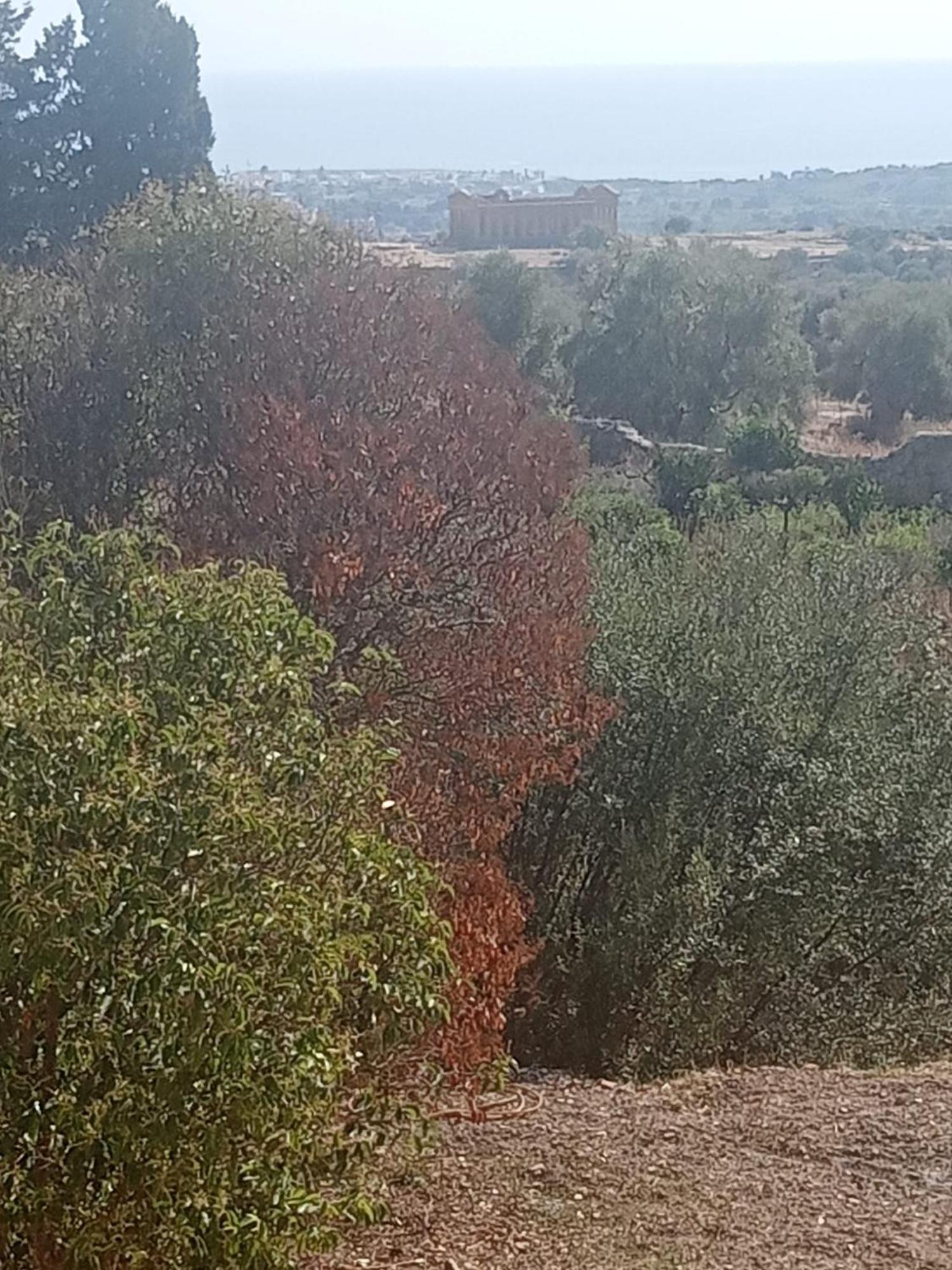 La Villa Di Minerva Agrigento Eksteriør billede